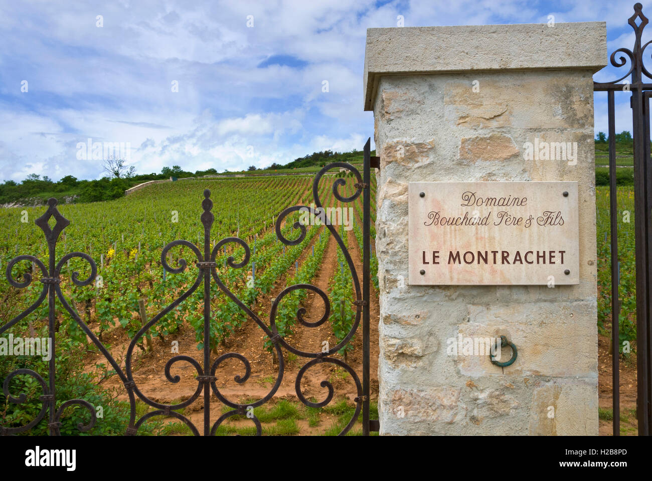 Grand Cru Montrachet vigneto Domaine Bouchard pere & fils Beaune, Côte d'Or, Francia Côte de Beaune Foto Stock