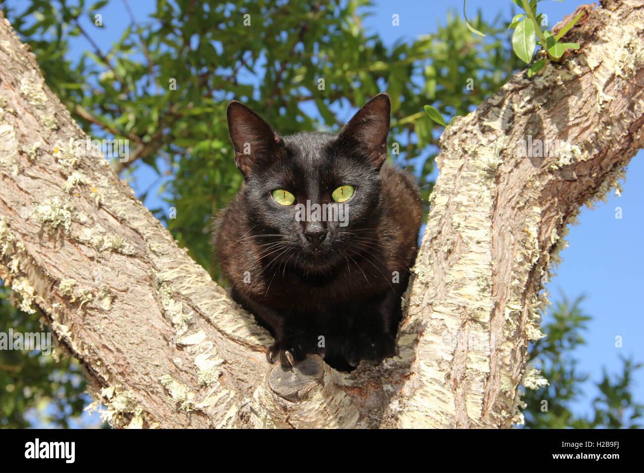 Il gatto domestico, nero, seduto su un ramo di albero Foto Stock