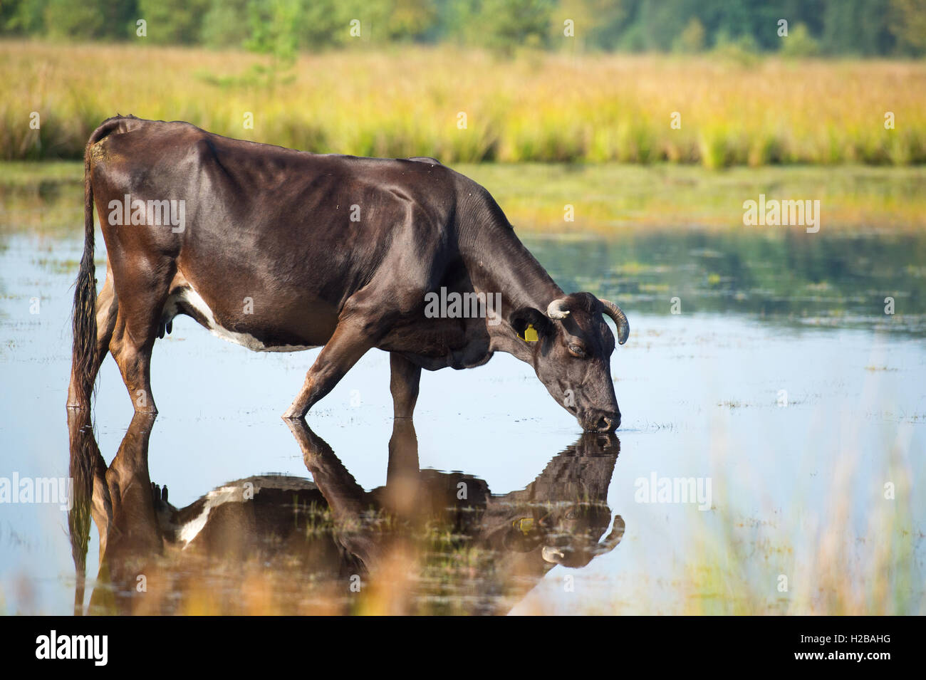 Natura paesaggio con mucca bere nel lago Foto Stock