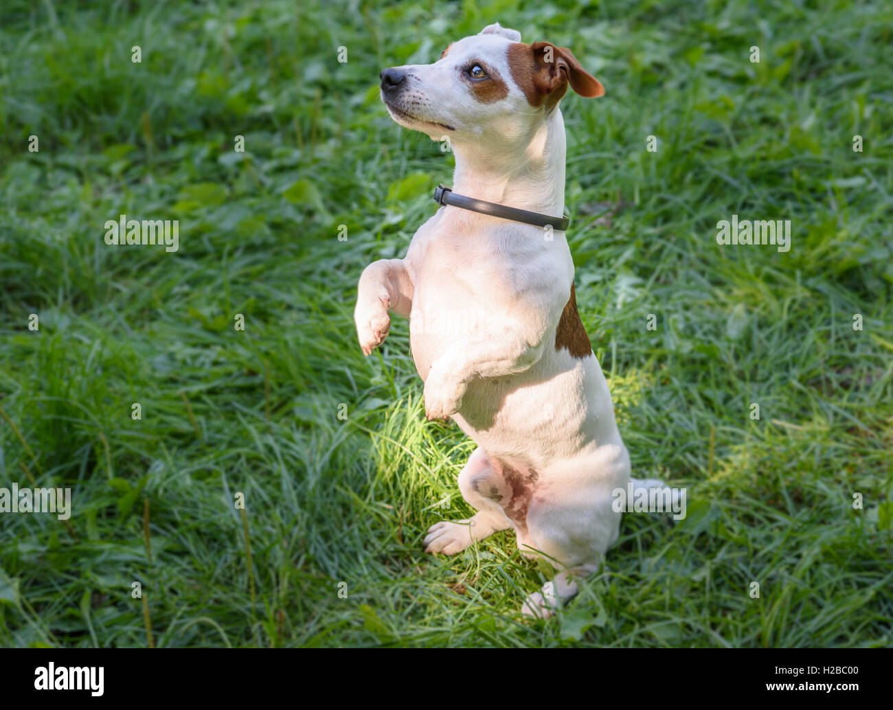 Cane dell'accattonaggio pongono vestita di nero anti pulci e collare di tick Foto Stock