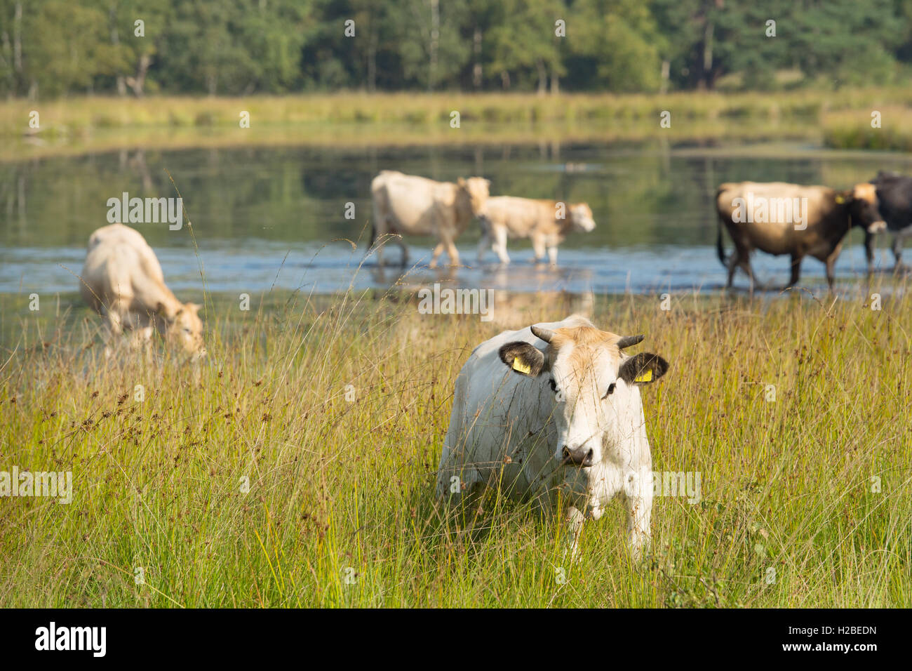 Natura paesaggio con mucche in acqua Foto Stock
