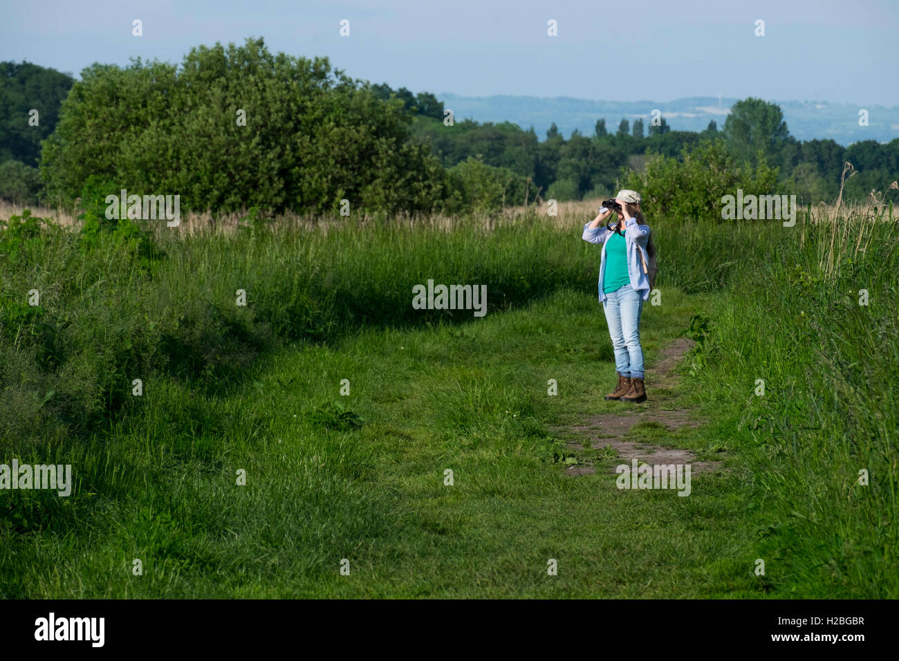 Donna birdwatching, Shapwick Heath e parete di prosciutto National Riserve Naturali, parte di Avalon paludi, livelli di Somerset, Inghilterra, Regno Unito Foto Stock