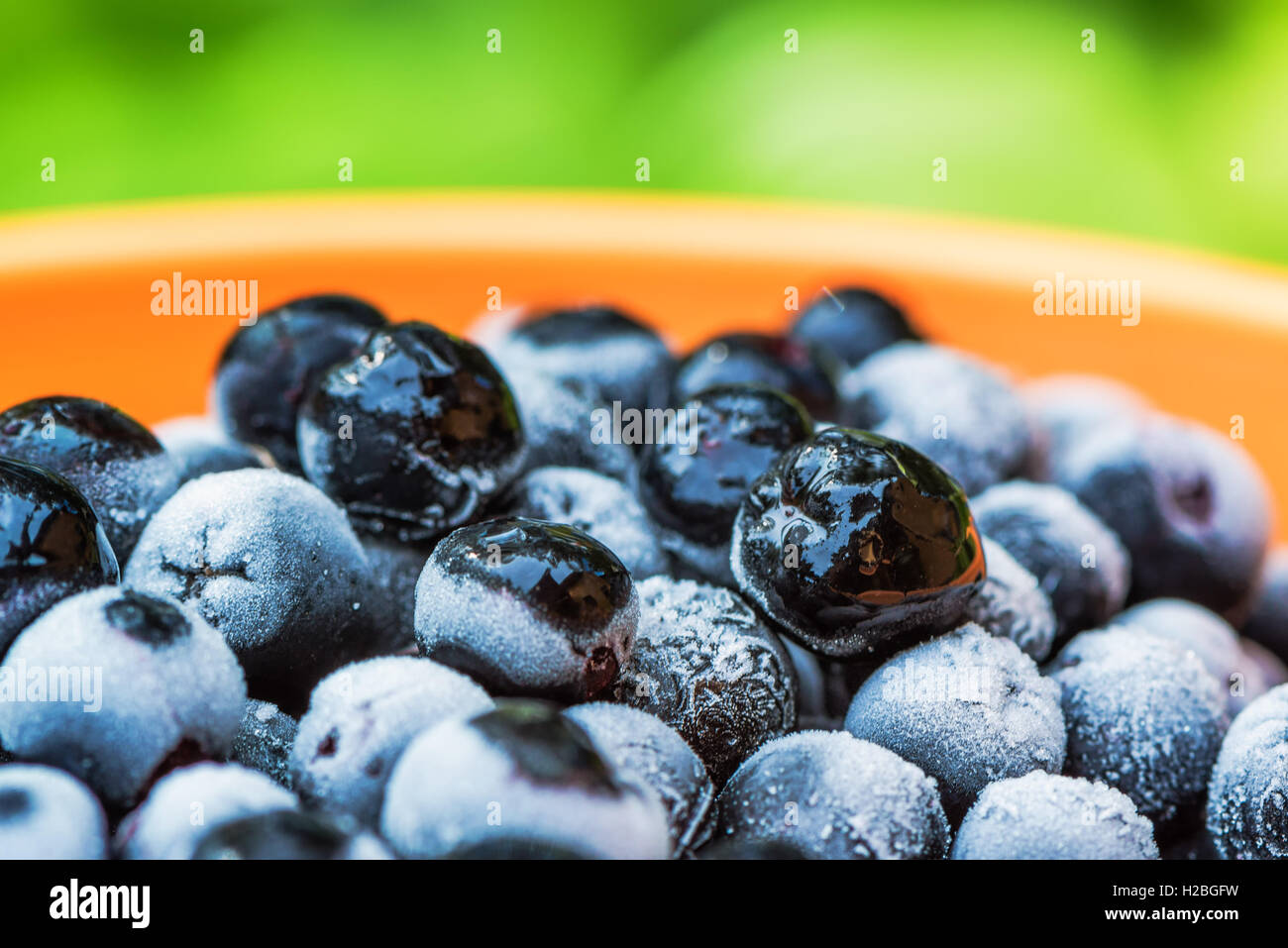 Congelati aronia chokeberry gli acini in una ciotola, potente antiossidante frutto Foto Stock