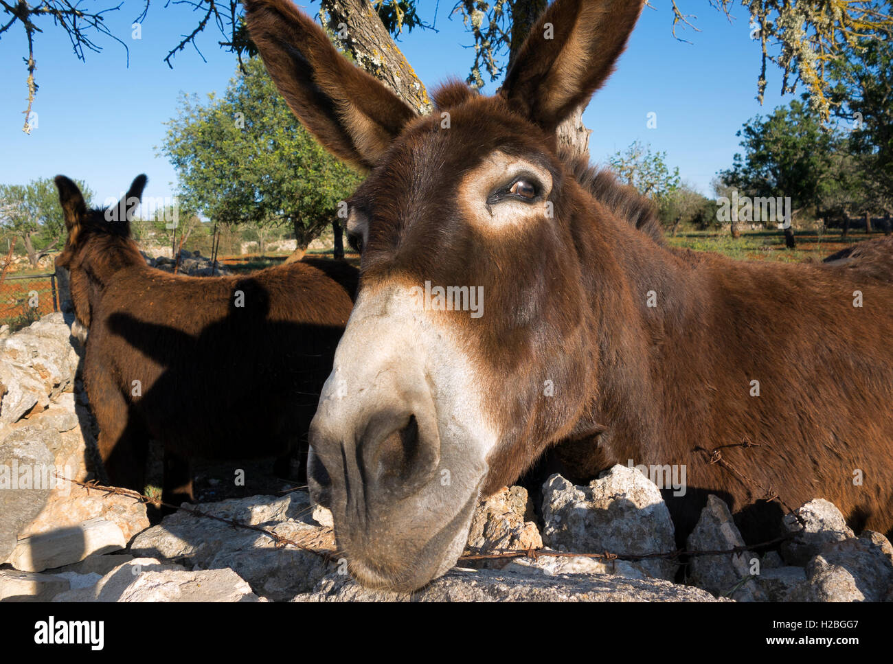 Asino Foto Stock