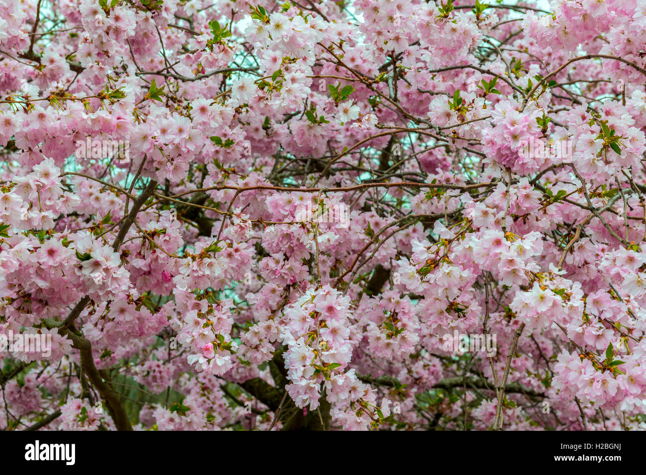 Fiore di Ciliegio closeup, Divonne Les Bains, Francia Foto Stock