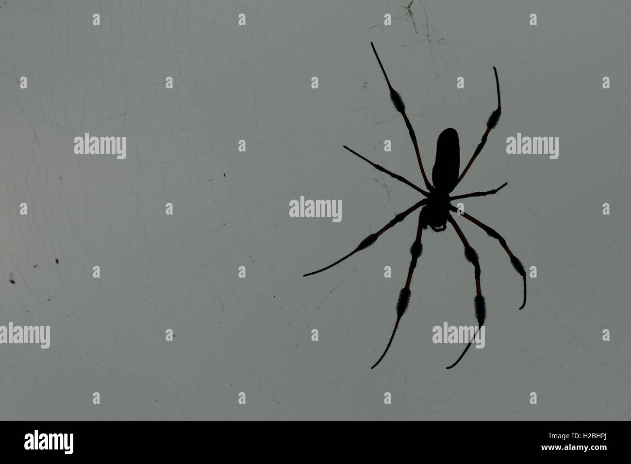 Silhouette di un ragno di grandi dimensioni Foto Stock