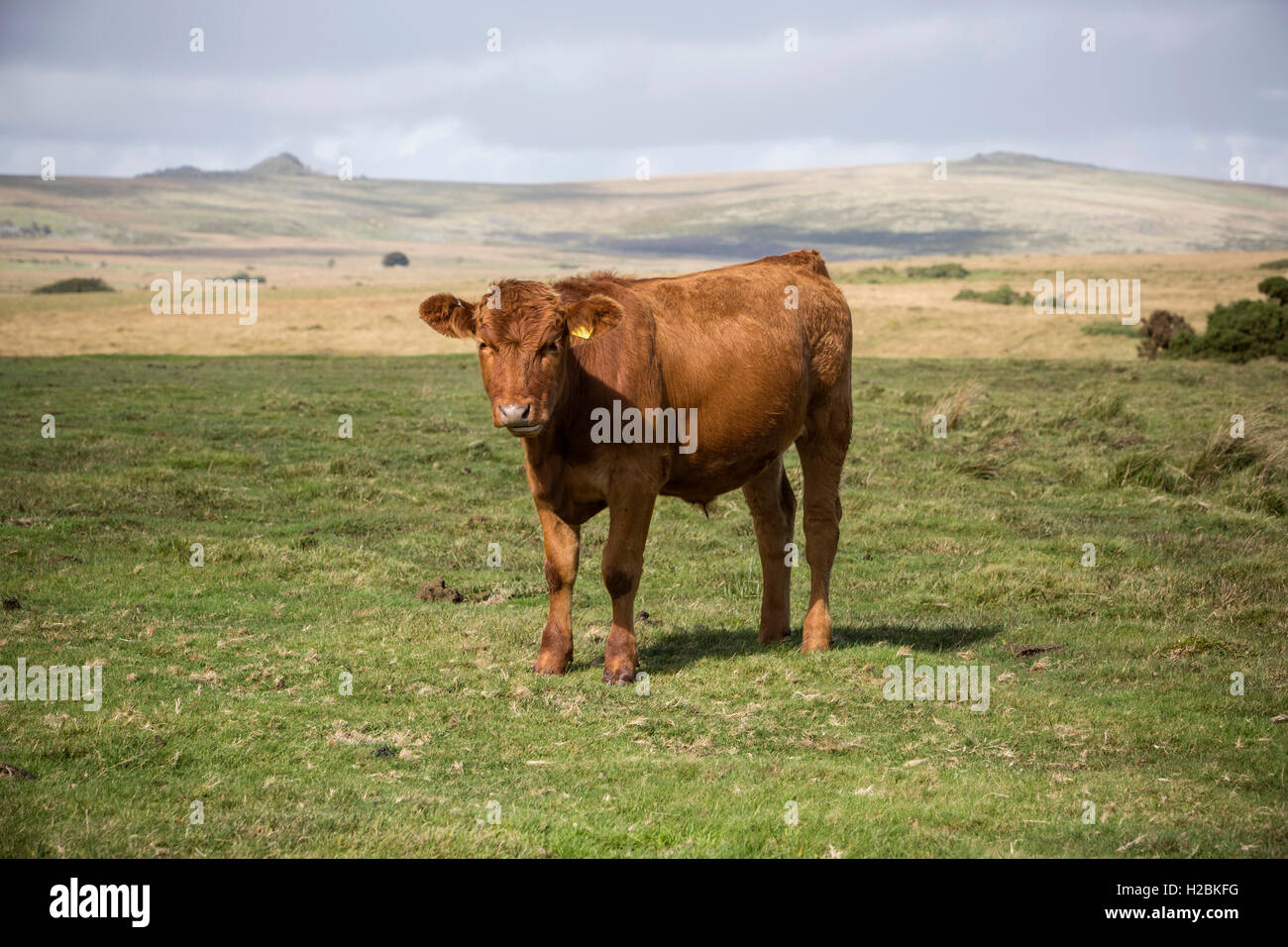 Dartmoor Bovini, Devon. Foto Stock
