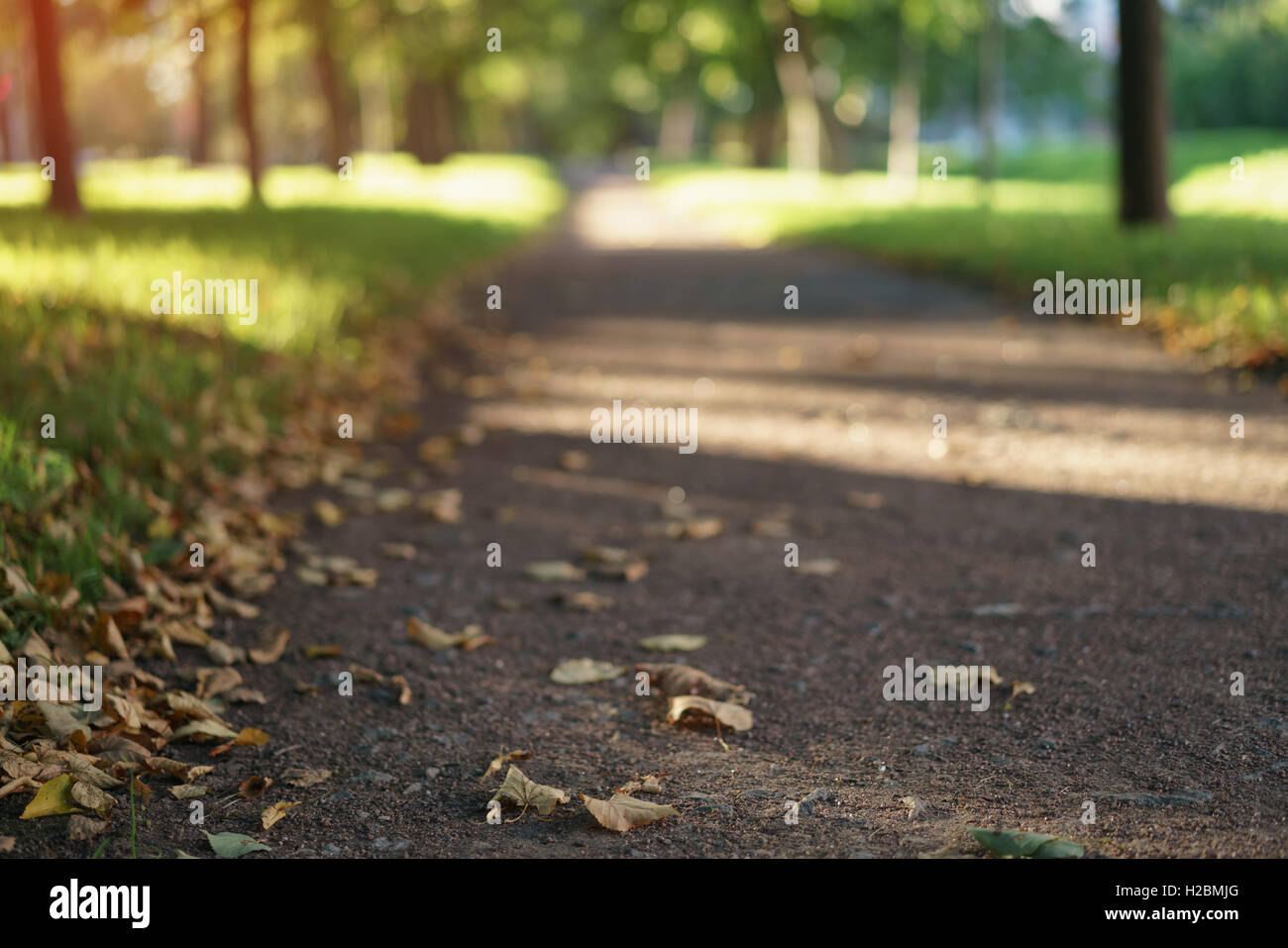 Autunno alley livello terreno closeup photo Foto Stock