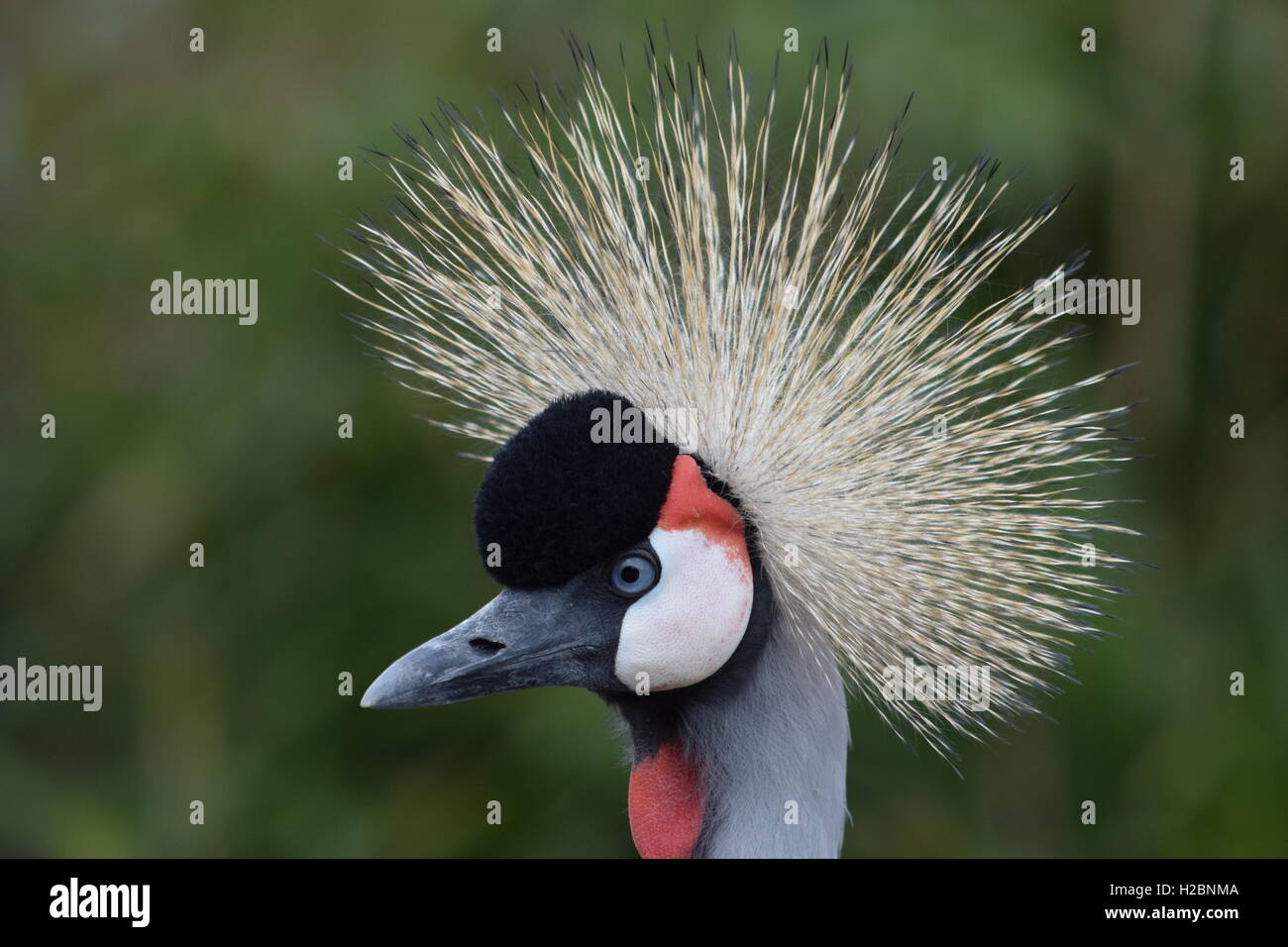 Majestic Grey Crowned Crane. Foto Stock