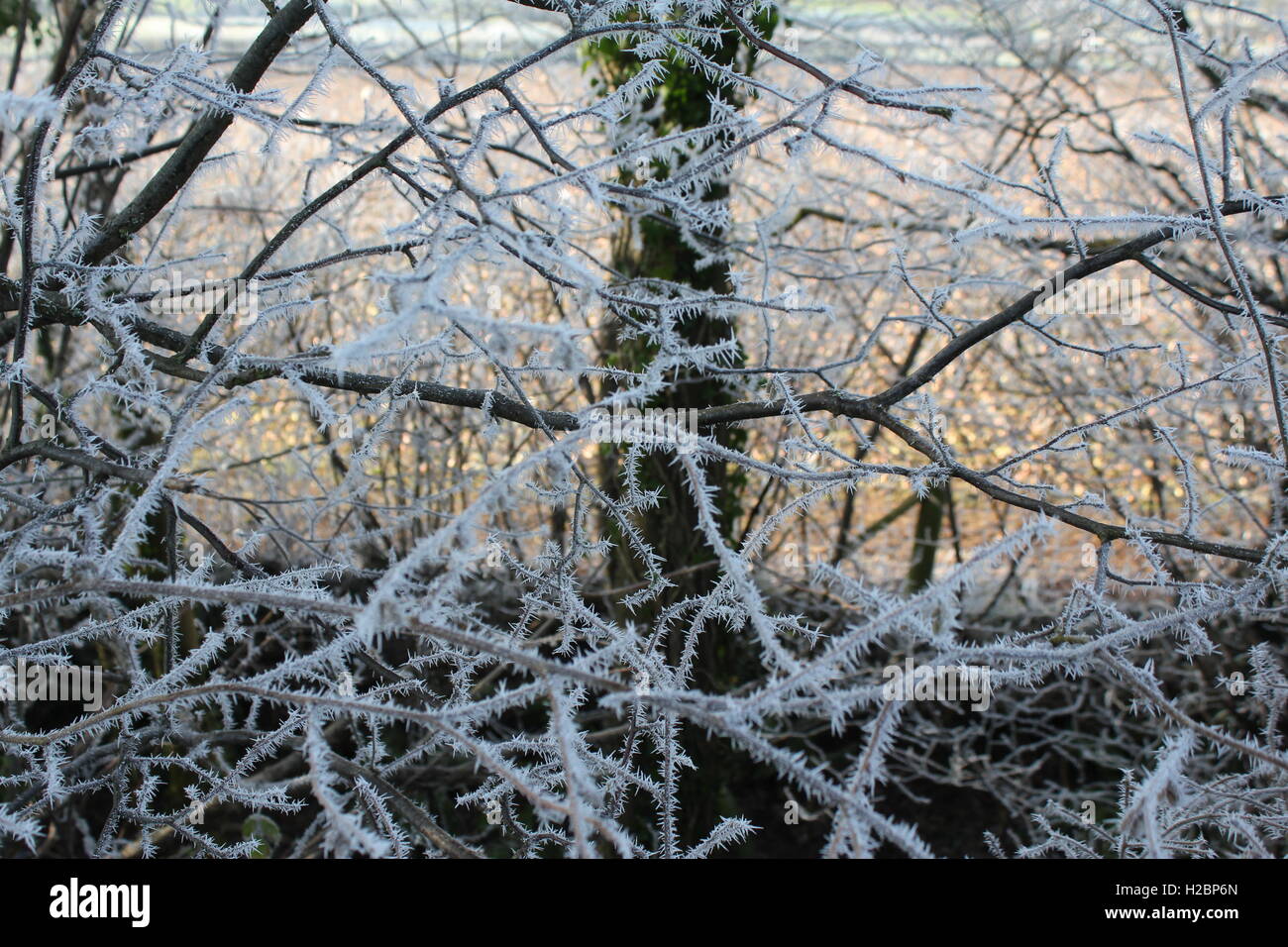 Il pupazzo di neve bianco ghiaccio su rami, signor frost lavorando è magico, Foto Stock