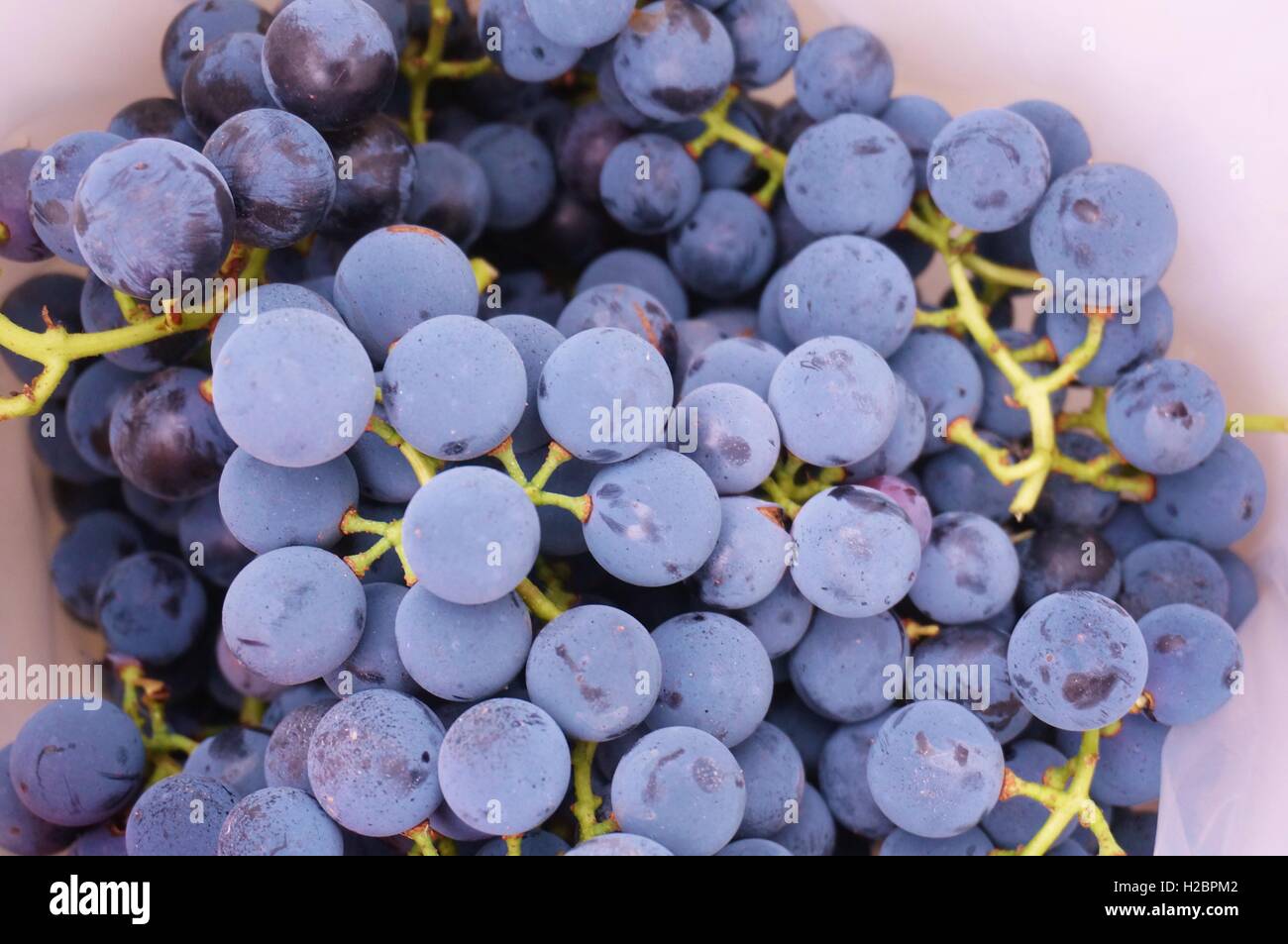 Appena raccolto viola Concord uva in una benna di raccolta Foto Stock
