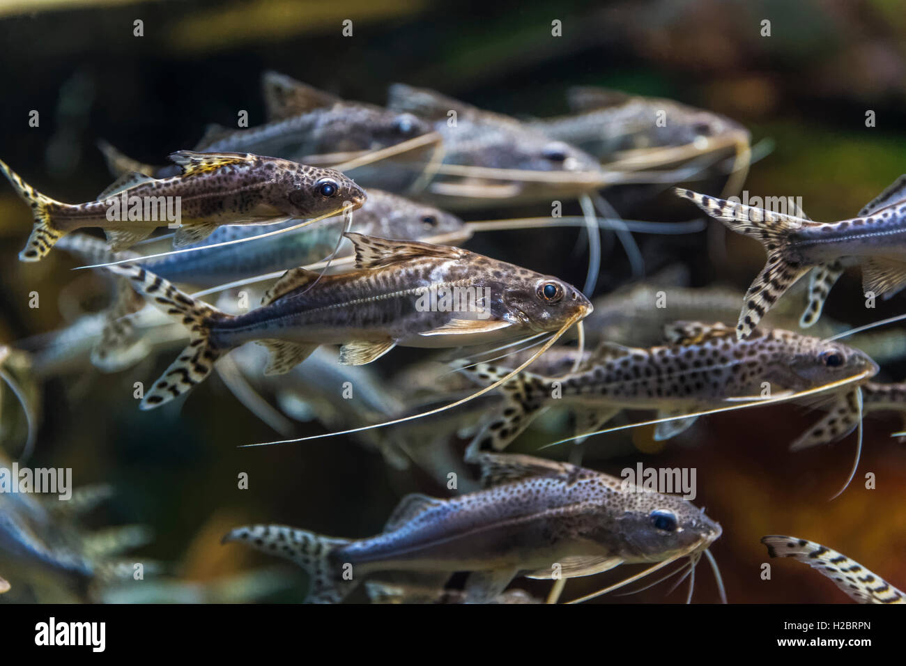 Pictus pesce gatto (Pimelodus pictus) Foto Stock