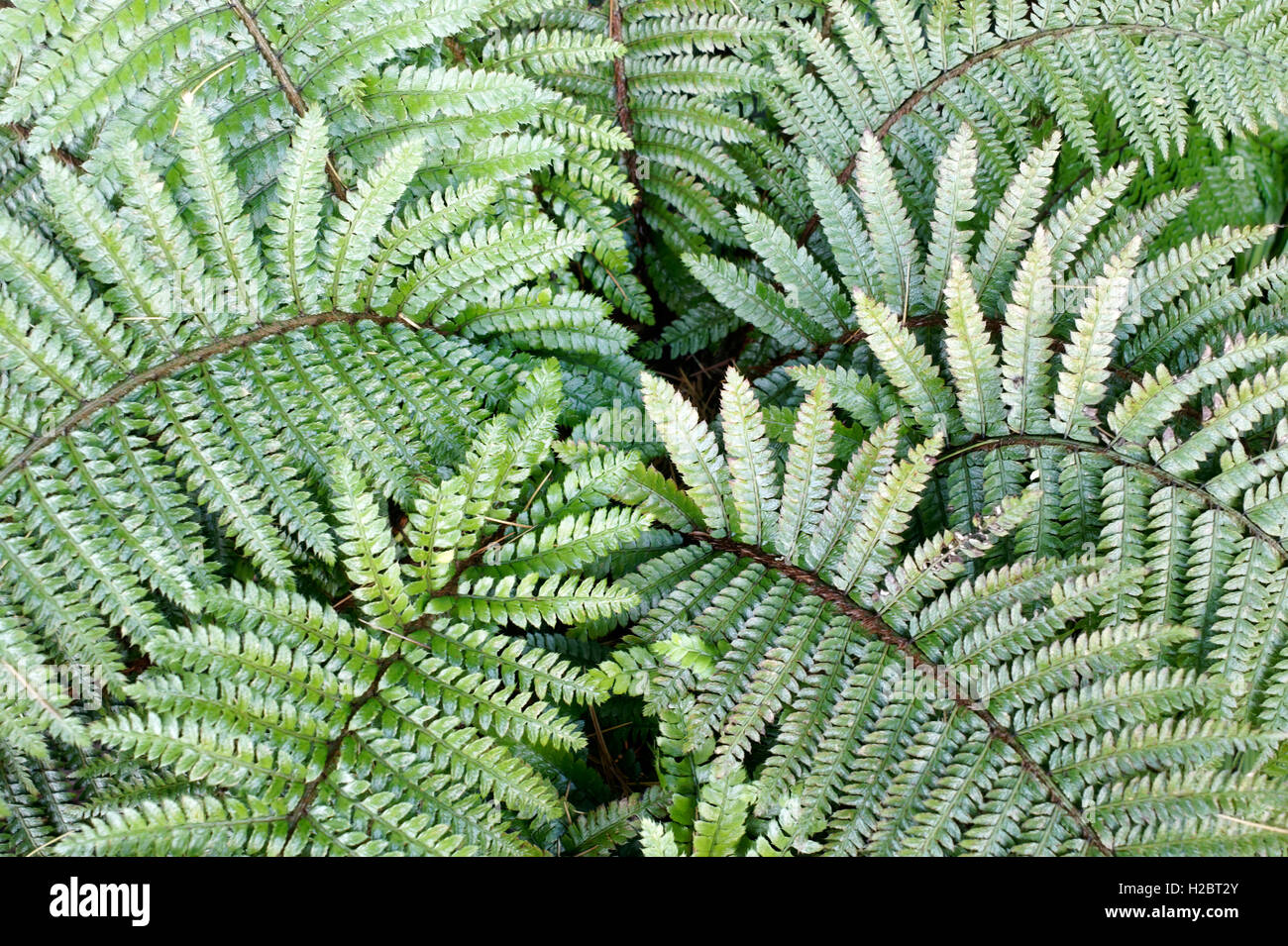 Close up di verdi fronde di felce Foto Stock