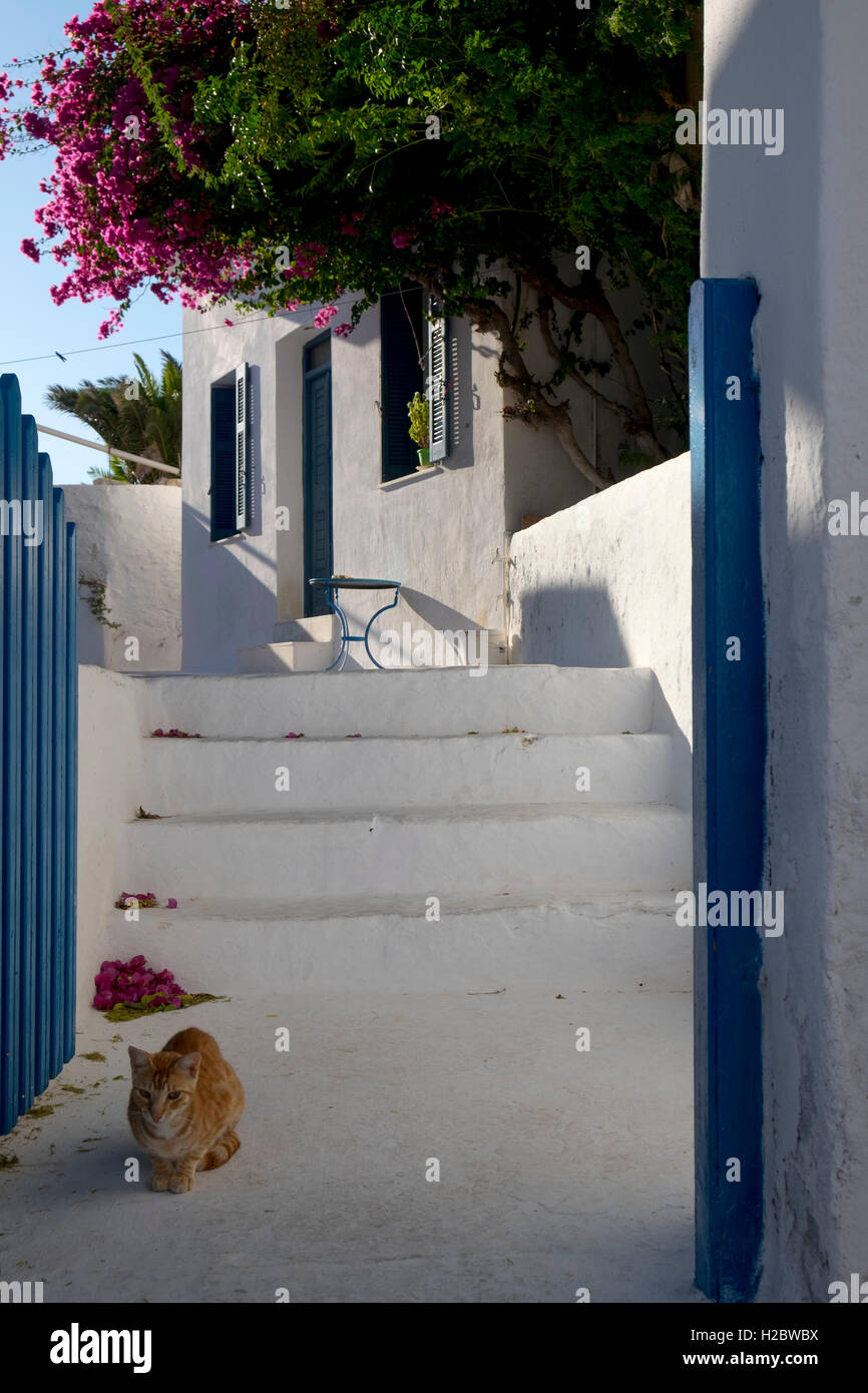 Gatto in fasi, Koufonisi, Cicladi, Isole del Mar Egeo, in Grecia, in Europa Foto Stock