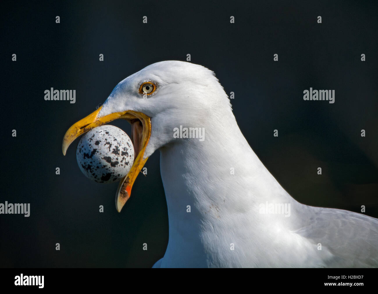 Aringa Gabbiano, Larus argentatus, con un uovo rubato nel suo becco, Bempton, nello Yorkshire, Inghilterra, Regno Unito Foto Stock