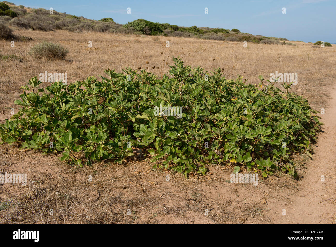 Wild Fig Tree, Ficus carica prostrati arbusto / albero sulla costa della Sardegna, Settembre Foto Stock