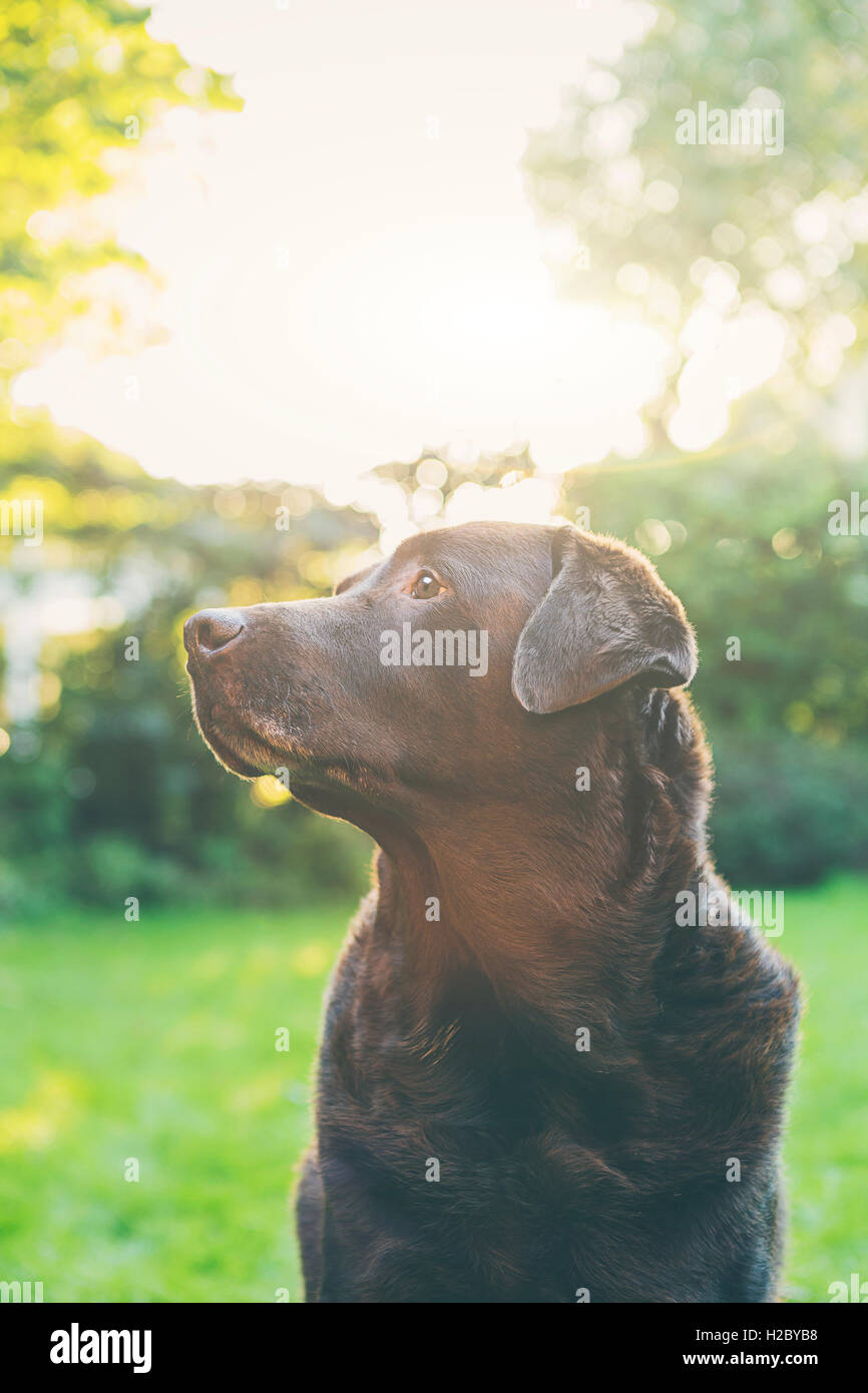 Profilo di colpo un cioccolato Labrador in giardino Foto Stock