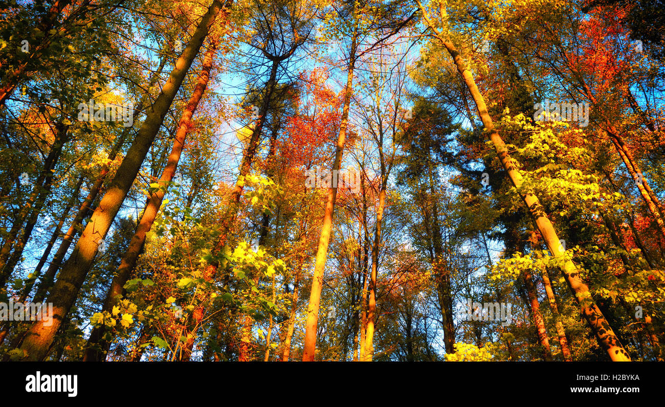 Autunno scenario della foresta con colorate alte cime degli alberi di fronte al cielo blu chiaro Foto Stock