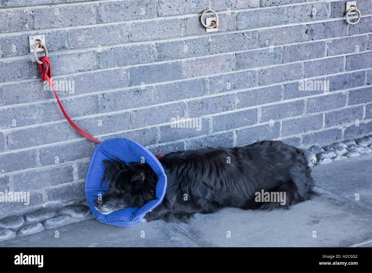 Usura del cane di protezione collare Elizabethan/cono dormire fuori la libreria. In Inghilterra. Regno Unito Foto Stock