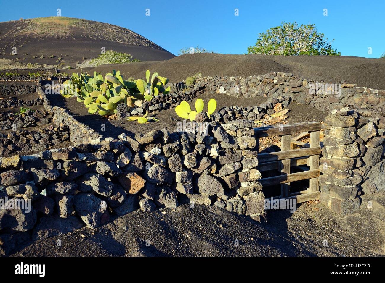 Lanzarote, Isole Canarie. Cinder tradizionali pareti di roccia di proteggere il giardino dei cactus nel suolo di origine vulcanica paesaggio intorno La Geria Foto Stock