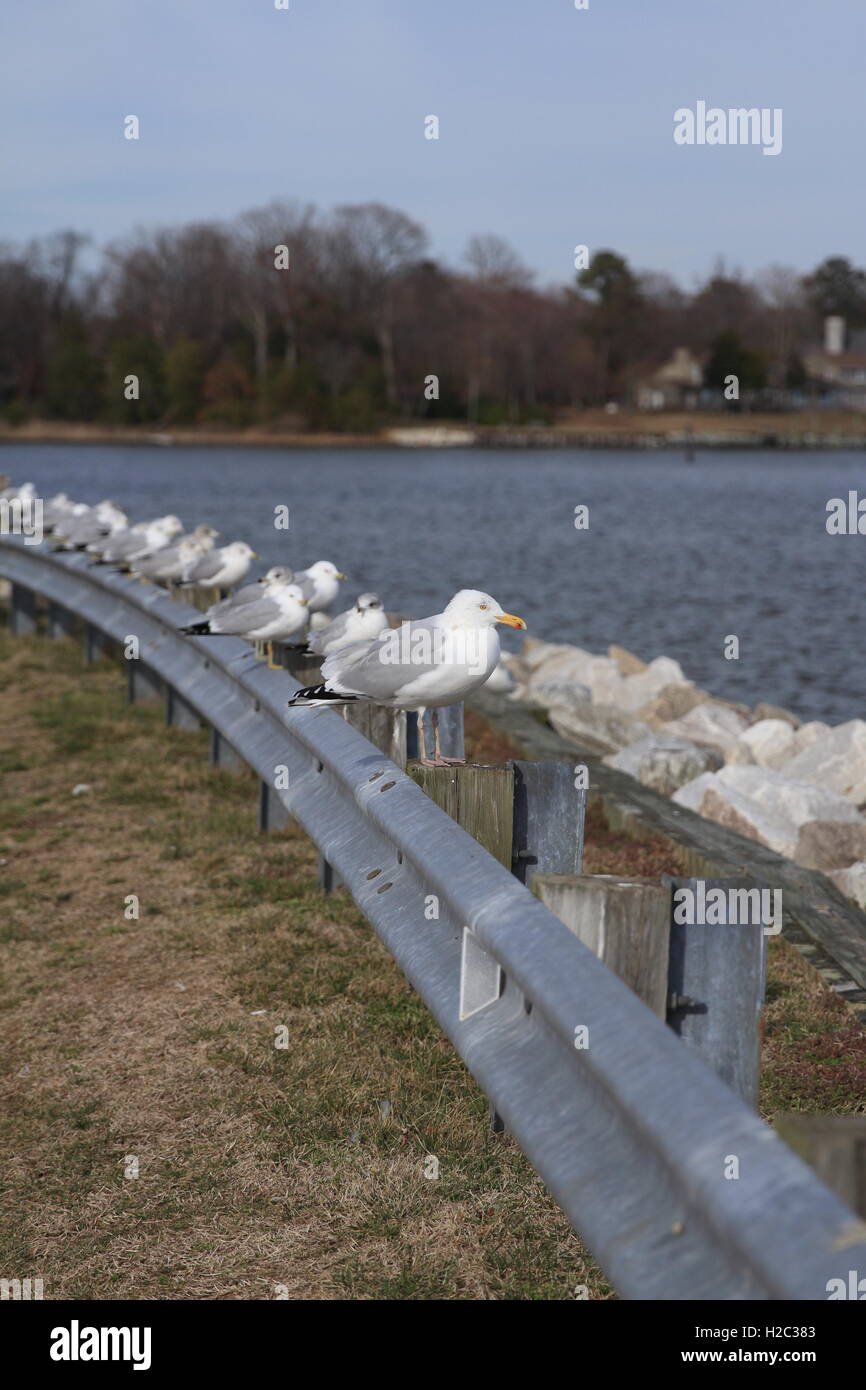 Fila di gabbiani - Solomon's Island MD Foto Stock