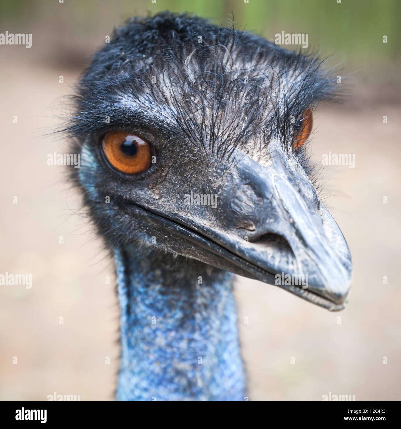 Close up ritratto di struzzo con occhi Arancio Foto Stock