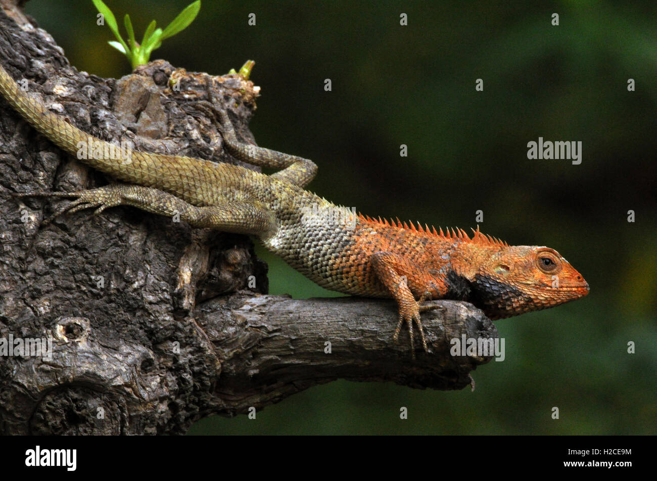 Noida, Uttar Pradesh, India- Luglio 20, 2012 : Una gola rosso Oriental Garden Lizard nella stagione riproduttiva, seduto su un albero a Noida, Uttar Pradesh, India. Foto Stock