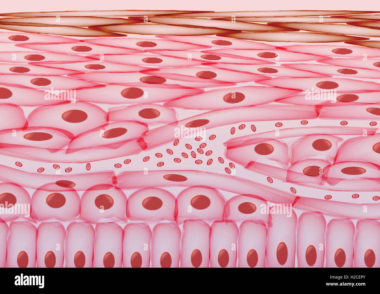 Il sangue nelle vene al di sotto delle cellule della pelle, strati Illustrazione Vettoriale