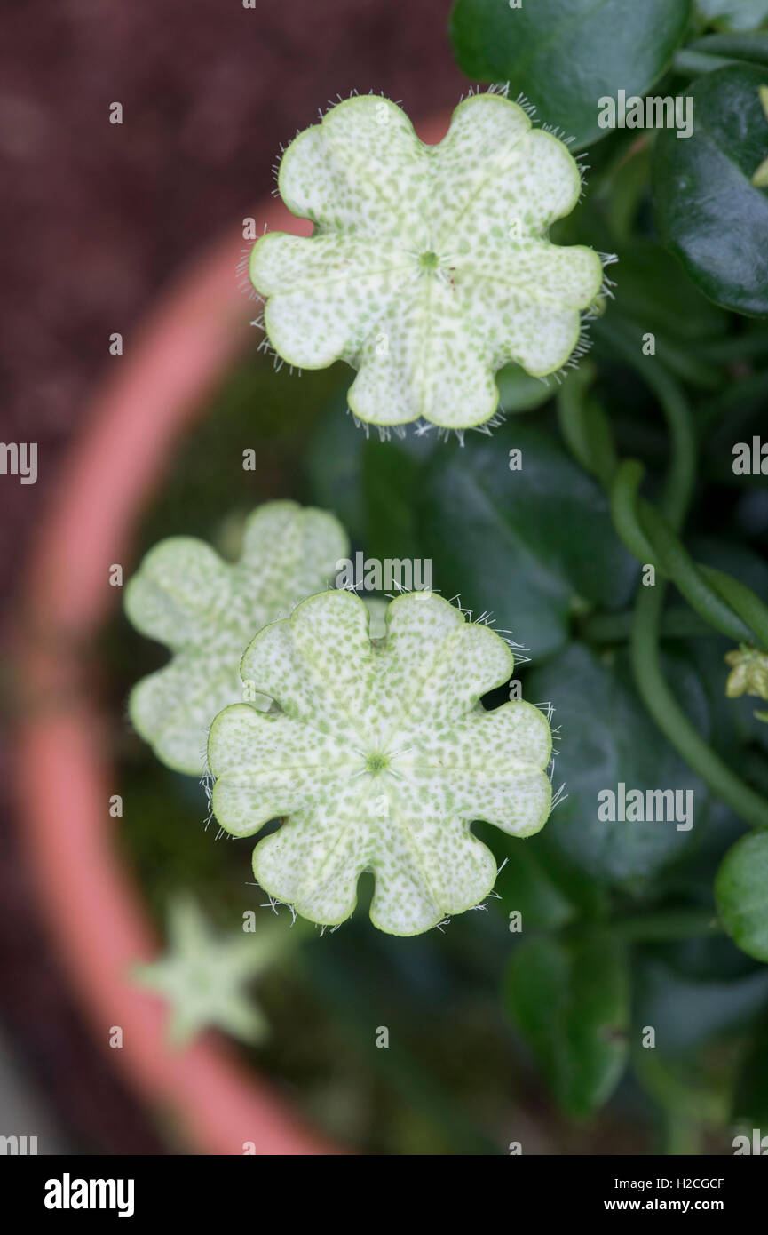 Ceropegia sandersonii. Fiore di ombrello Foto Stock