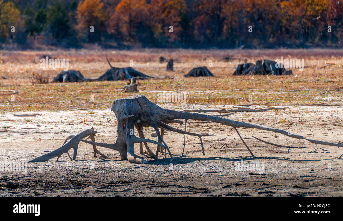 Esposti distorta tree root a secco su un letto di lago nella stagione autunnale, North Texas Foto Stock