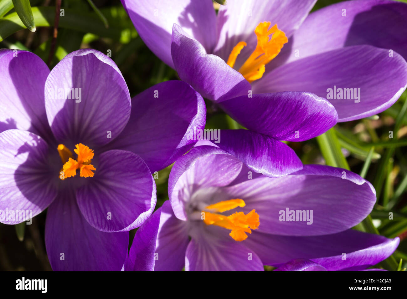 La molla di crochi Montrose Foto Stock