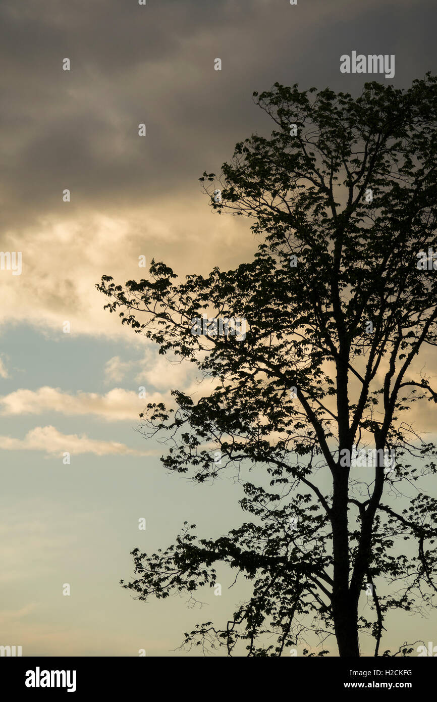 Cielo di sera e la silhouette di un albero. Foto Stock