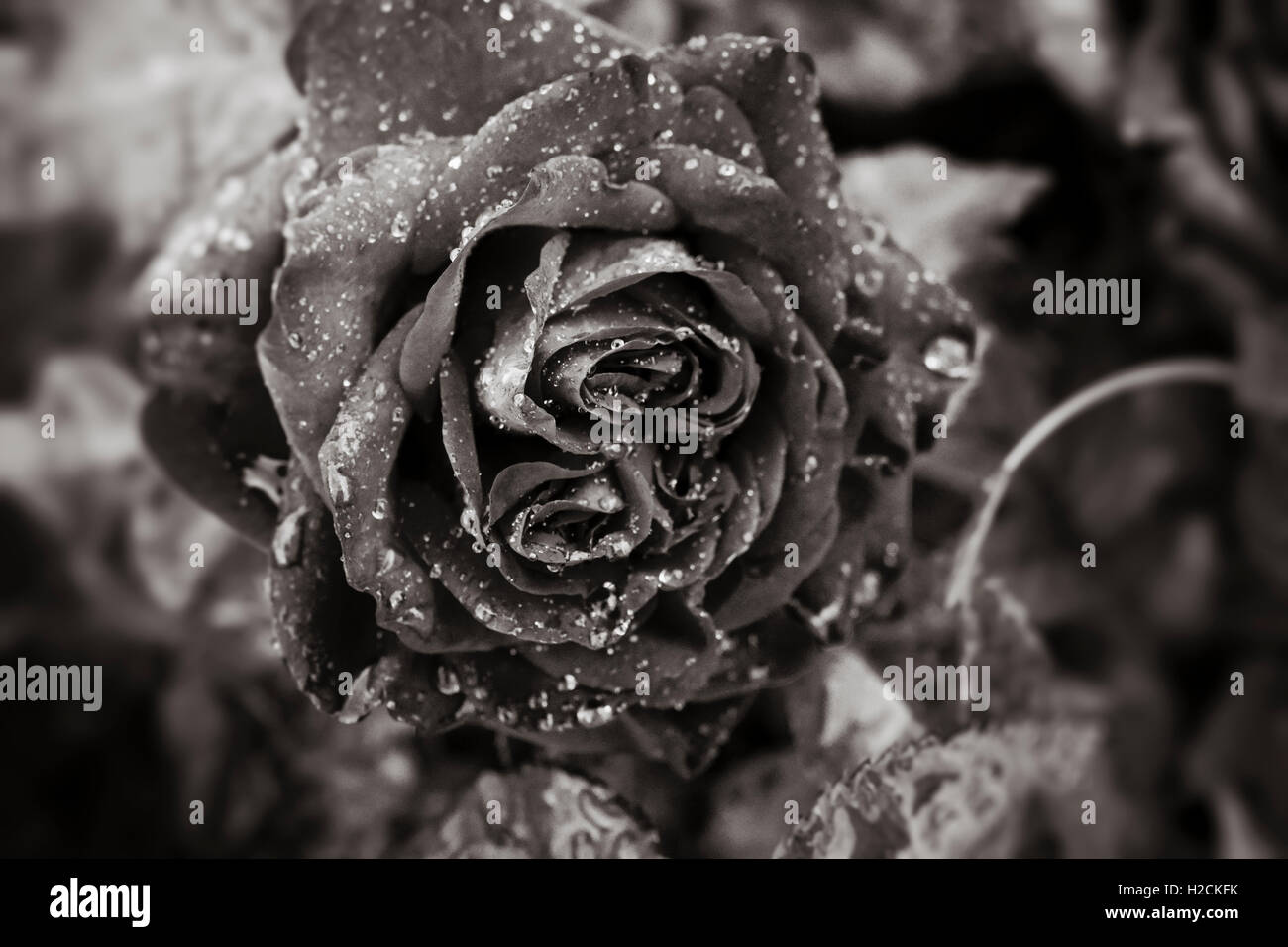 Rosa con gocce di acqua in bianco e nero. Foto Stock