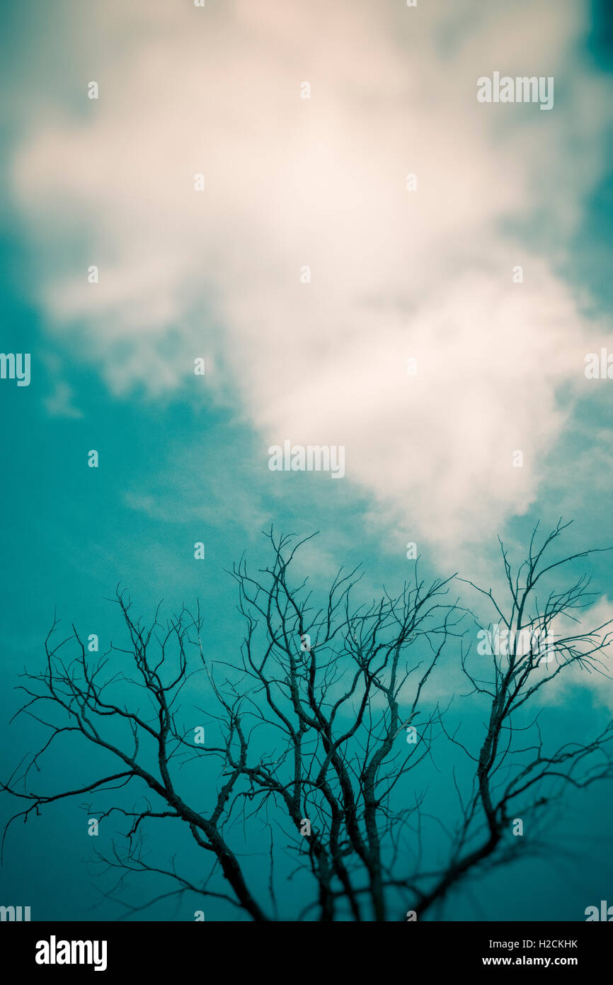Cielo di nuvole e silhouette di rami di alberi. Dark, misteriosa e moody impostazione. Foto Stock