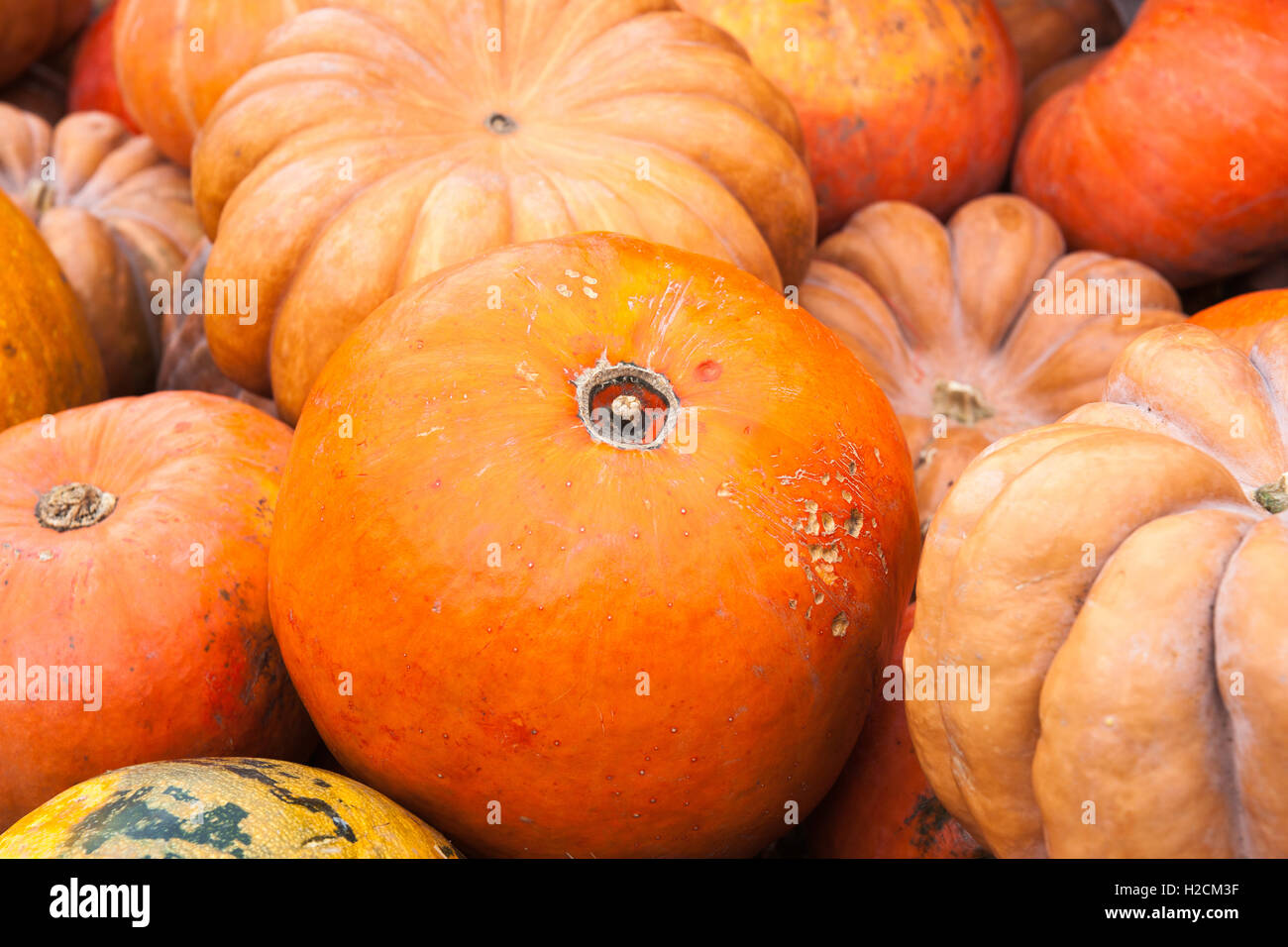 Pila di arancione e beige zucche. I colori caldi e la varietà di forme. Autunno, ringraziamento, Halloween Foto Stock