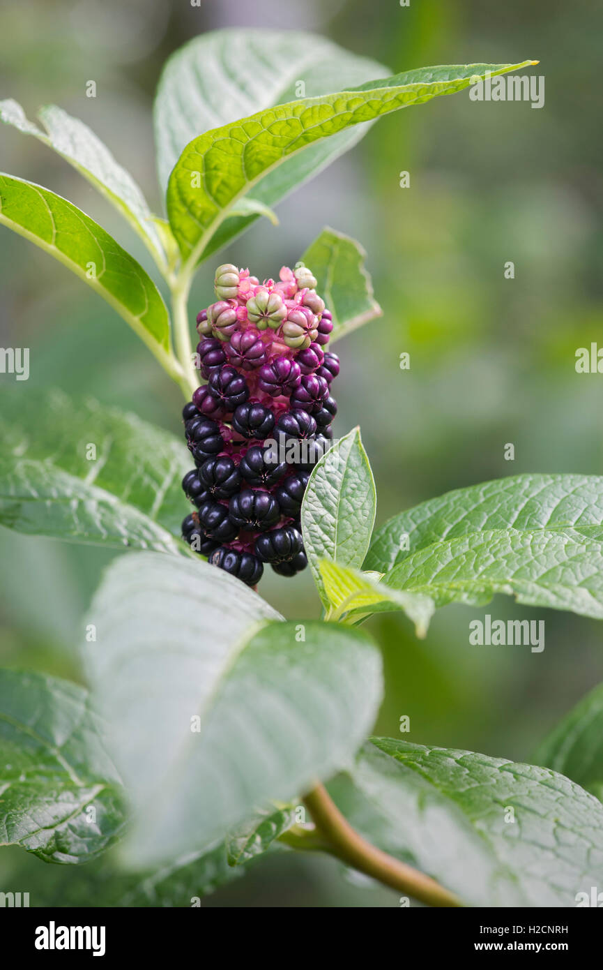Phytolacca americana. American Pokeweed in autunno Foto Stock