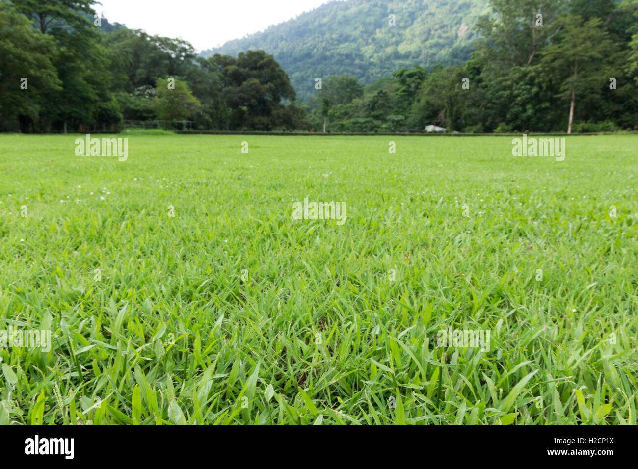 Greenfield e foresta a Wangtakrai Parco Nazione Nakronnayok,Thailandia Foto Stock