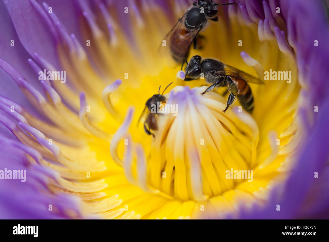 Ape con bellissimo fiore di loto Foto Stock