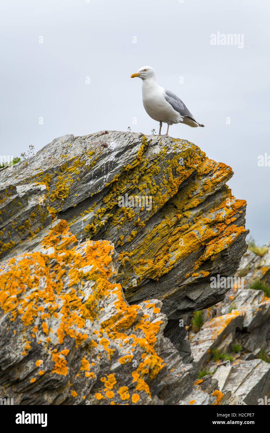 Un gabbiano solitario arroccato sulle rocce al Hibb's cove, Terranova e Labrador, Canada. Foto Stock