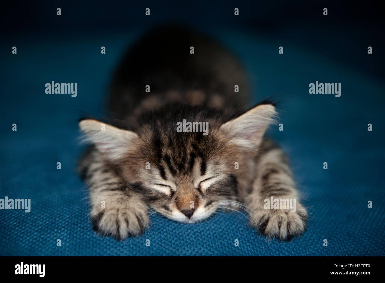BabyTabby gattino dormire Foto Stock