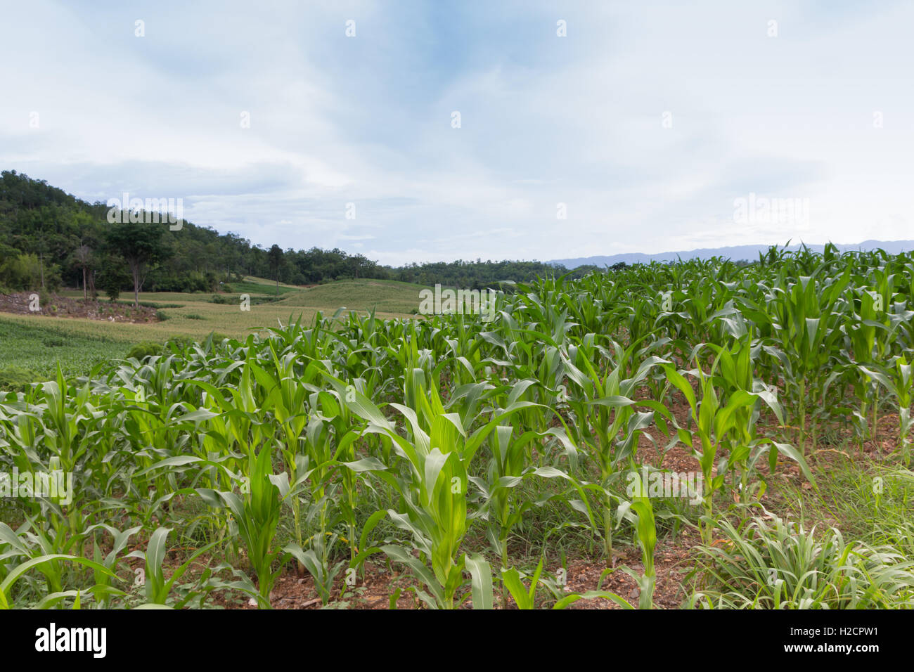 Il mais che cresce in un campo Foto Stock