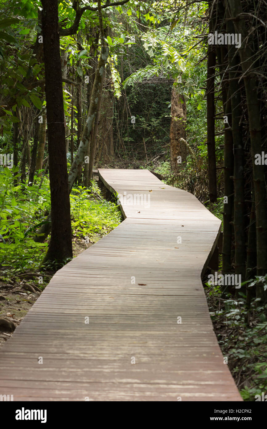 Passerella di legno nella foresta Foto Stock