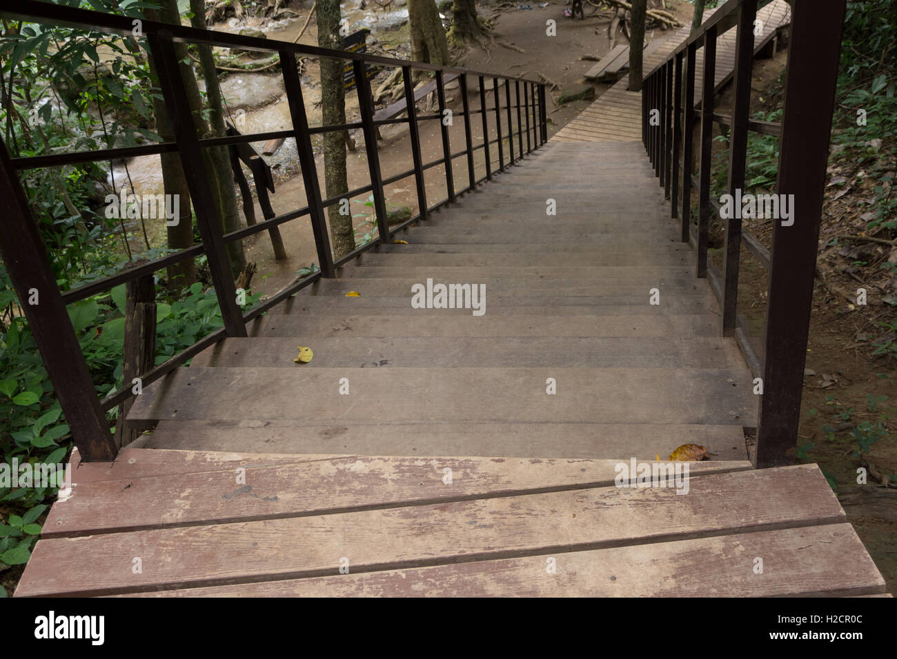 Passerella di legno nella foresta Foto Stock