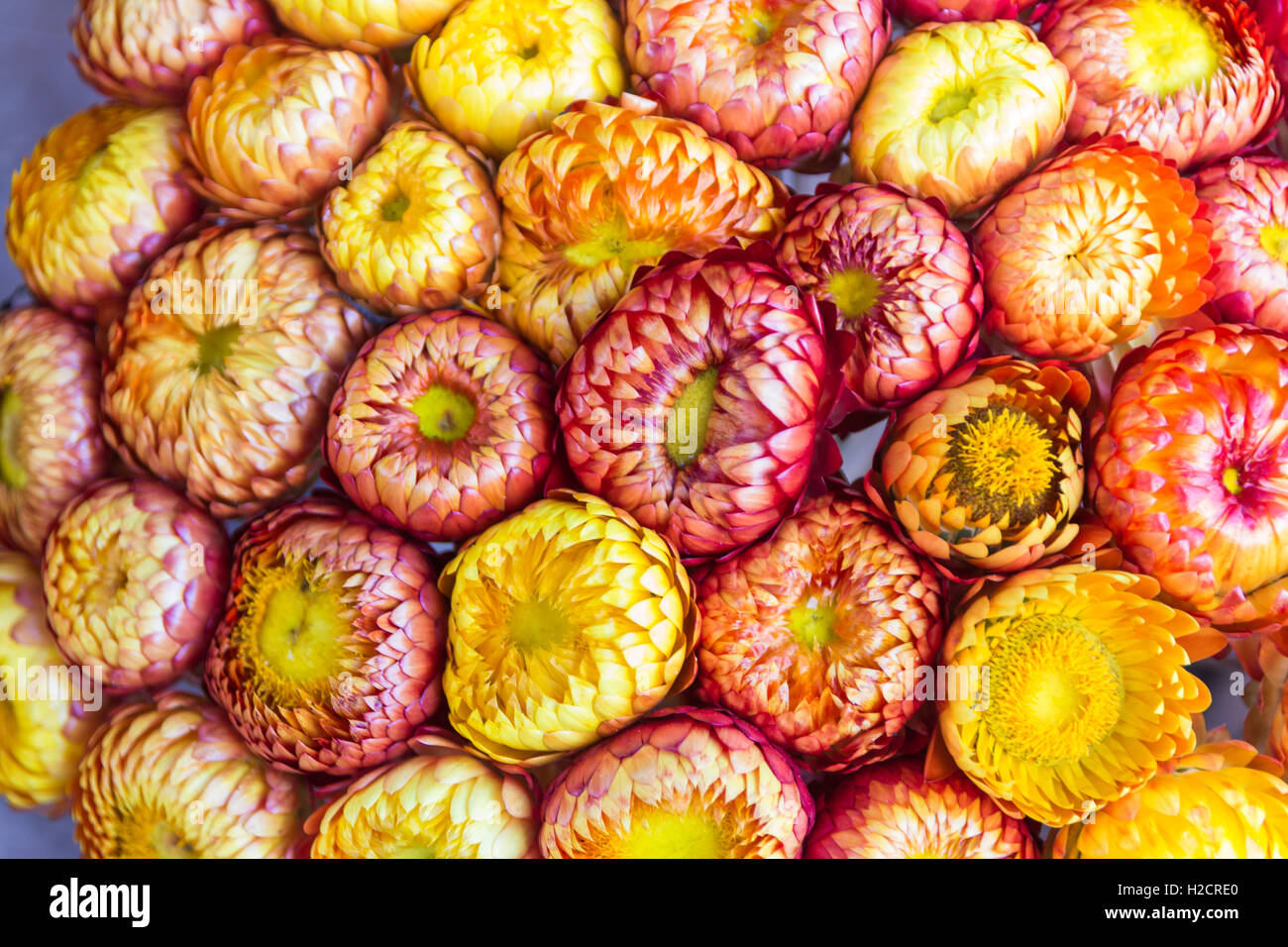 Close up di coloratissimi fiori di paglia o eterna Foto Stock