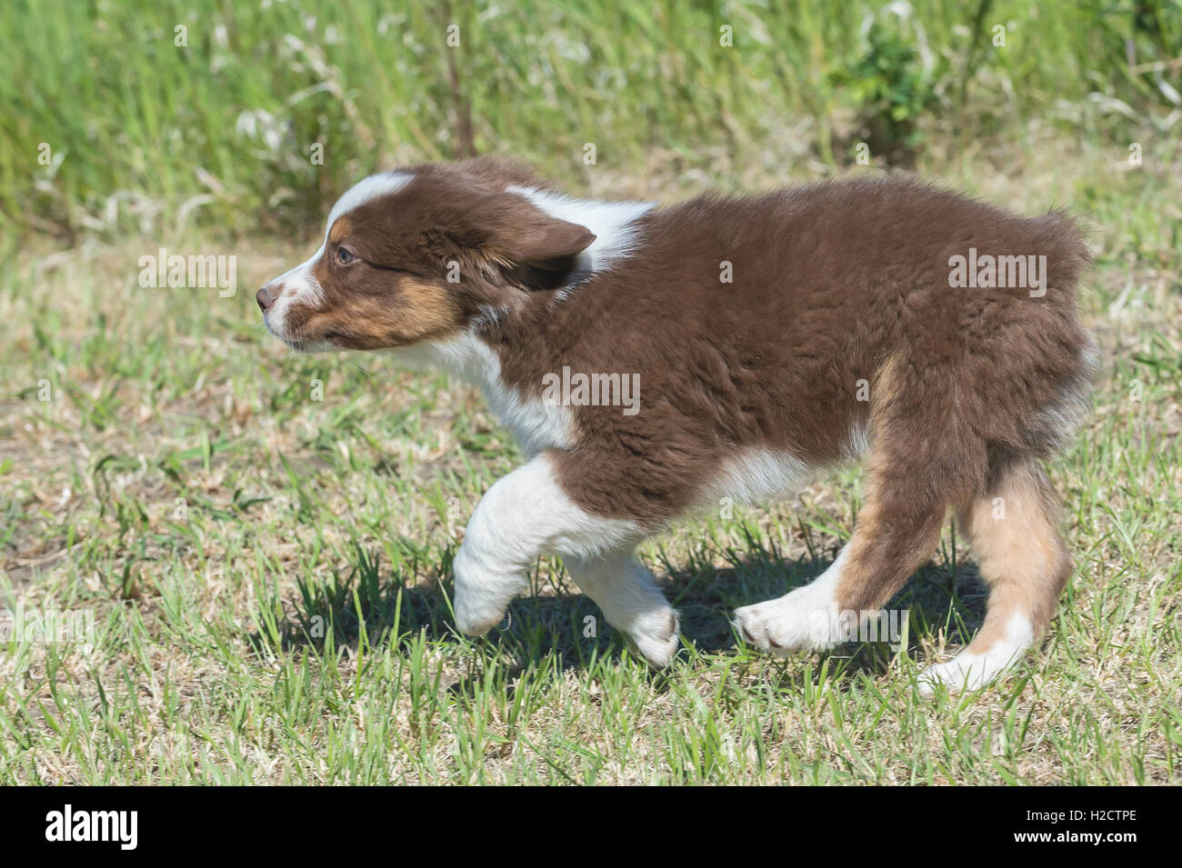 Otto settimane di old Red Tri pastore australiano cane, cucciolo, in esecuzione Foto Stock