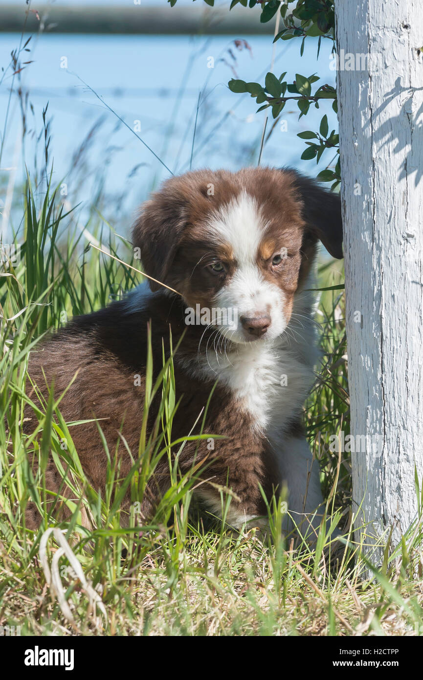 Otto settimane di old Red Tri pastore australiano cane, cucciolo Foto Stock