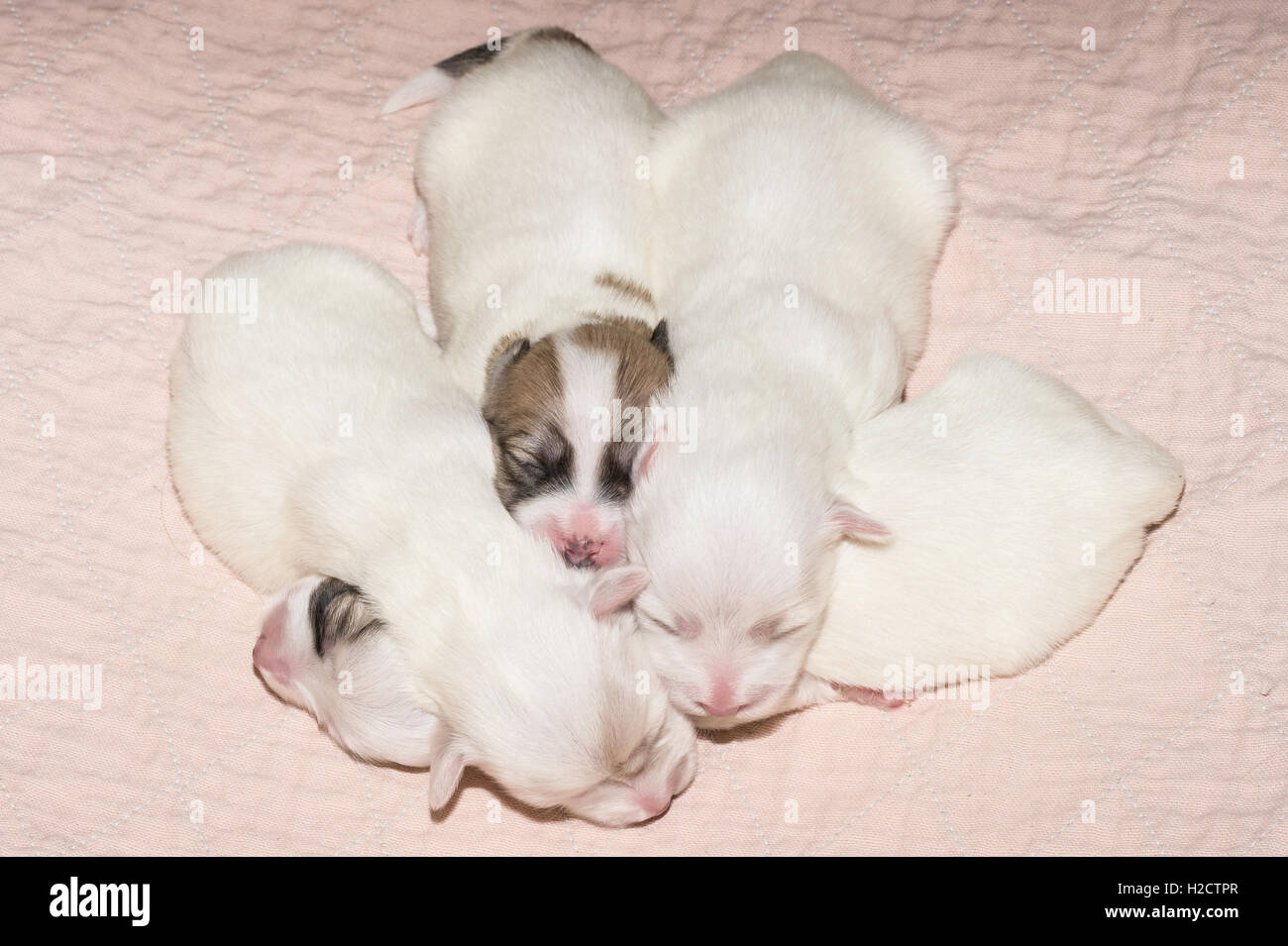 Una settimana di-vecchio Coton de Tulear cuccioli con gli occhi ancora chiuso Foto Stock