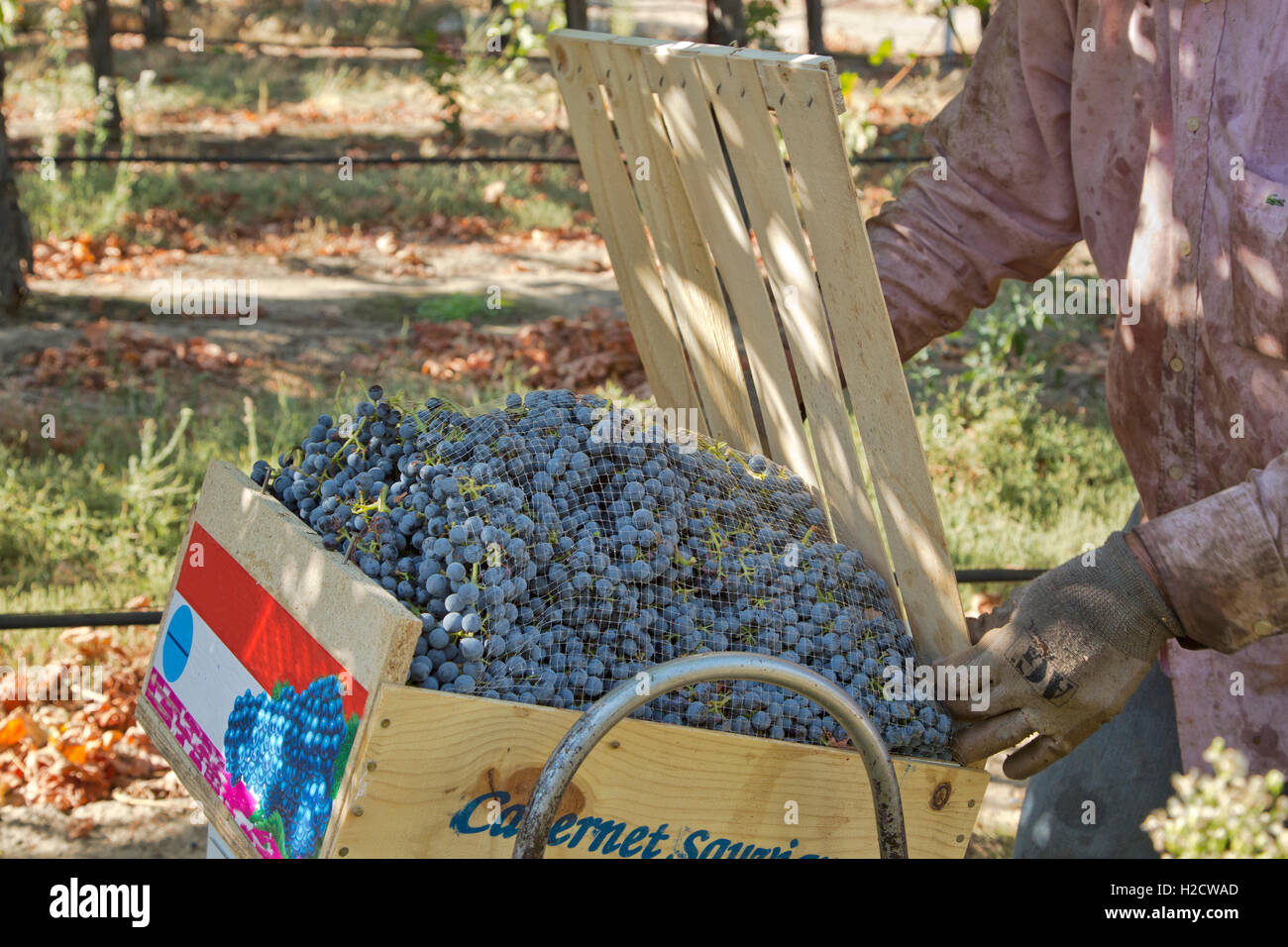La raccolta di uve Cabernet Sauvignon "Vitis vinifera", lavoratore casella di chiusura. Foto Stock La raccolta di uve Cabernet Sauvignon "Vitis vinifera", lavoratore casella di chiusura. Foto Stock