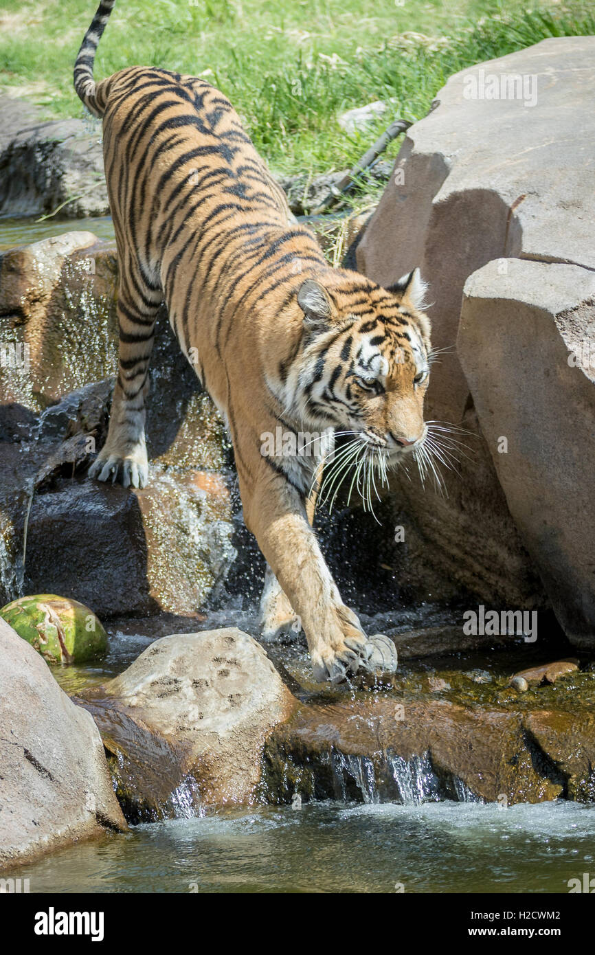 Una tigre a camminare in un campo. Foto Stock Una tigre a camminare in un campo. Foto Stock