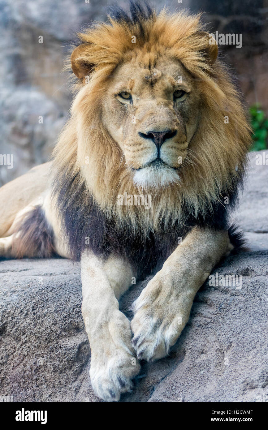 Lion Closeup su una roccia Foto Stock